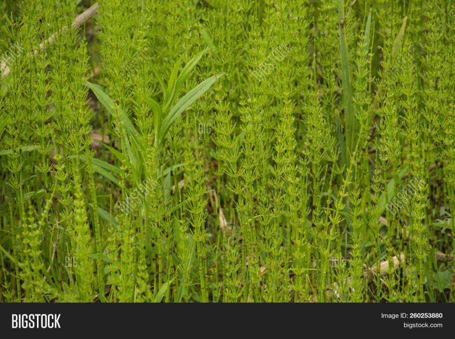 Толкачик растение