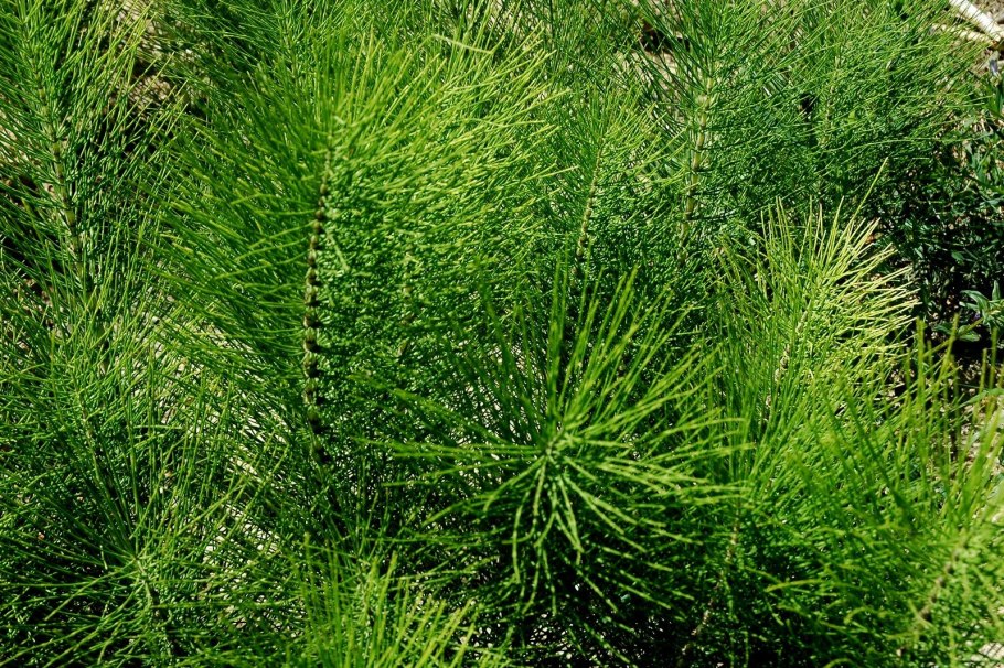 Хвощ полевой Equisetum arvense l.