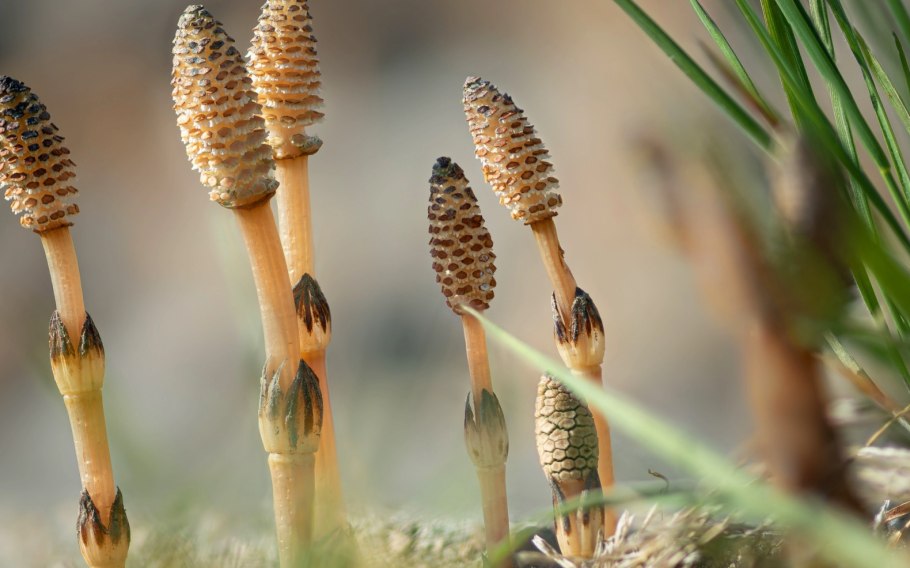 Стебель хвоща полевого