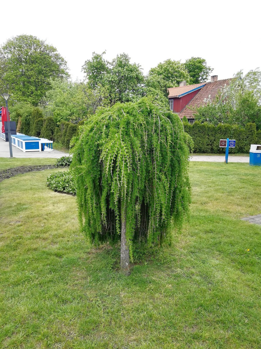 Ива # Salix Плакучий Гном