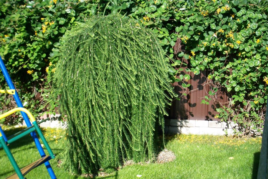 Ива плакучая (Salix)