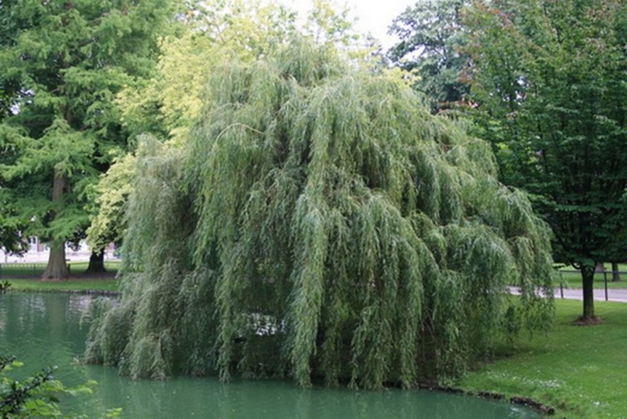 Ива белая плакучая