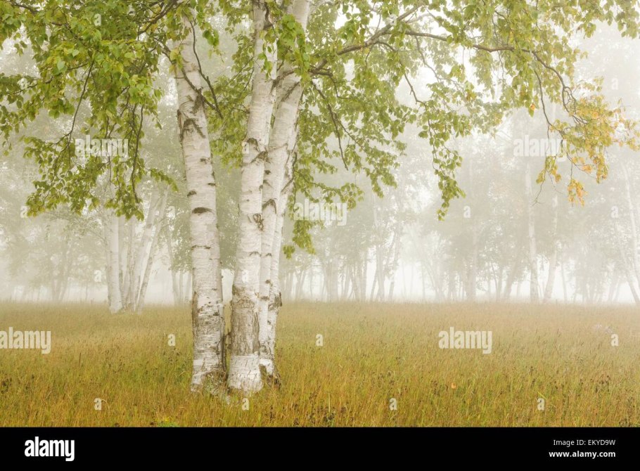 Интересные факты о интересных деревьев