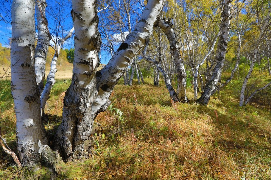 Береза тощая (Betula Exilis Sukacz.)