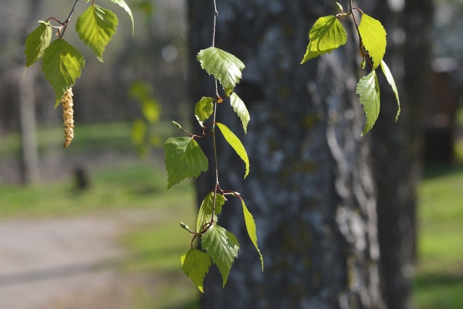 Береза пушистая красивое фото