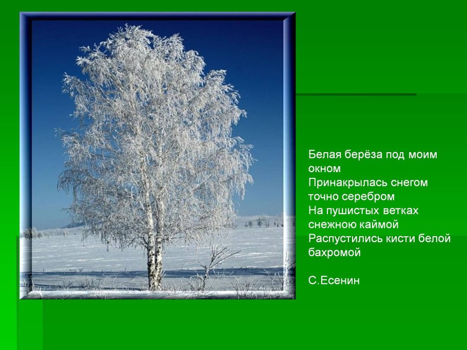 Betula pendula (verrucosa)