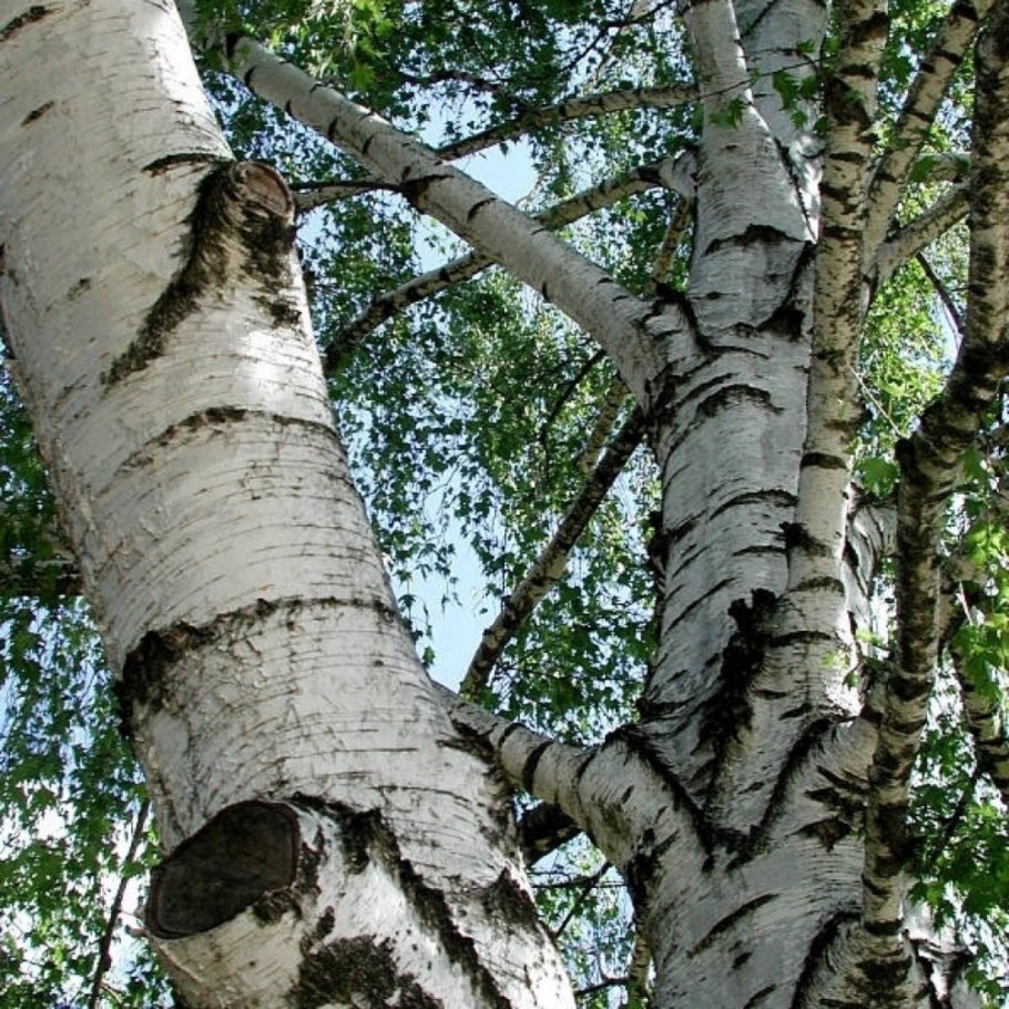 Birch Grove