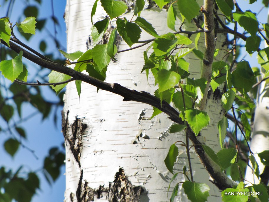 Чай на березовых бруньках