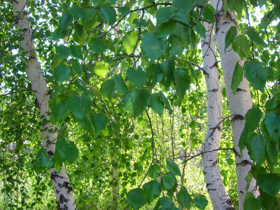 Берёза пушистая Betula pubescens Ehrh.