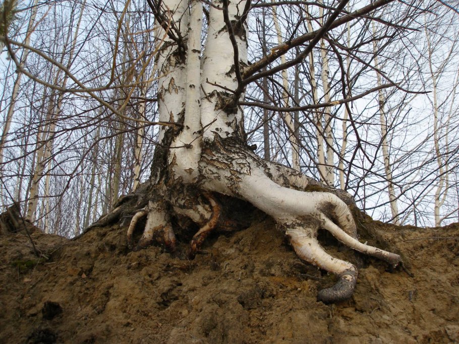 Silver Birch Tree