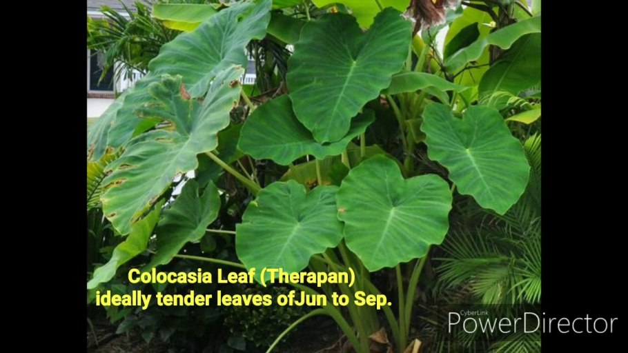 Алоказия макрориза Блэк СТЭМ