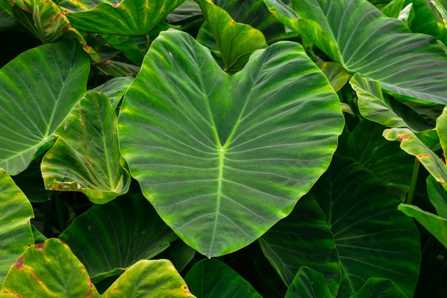 Колоказия клубневая