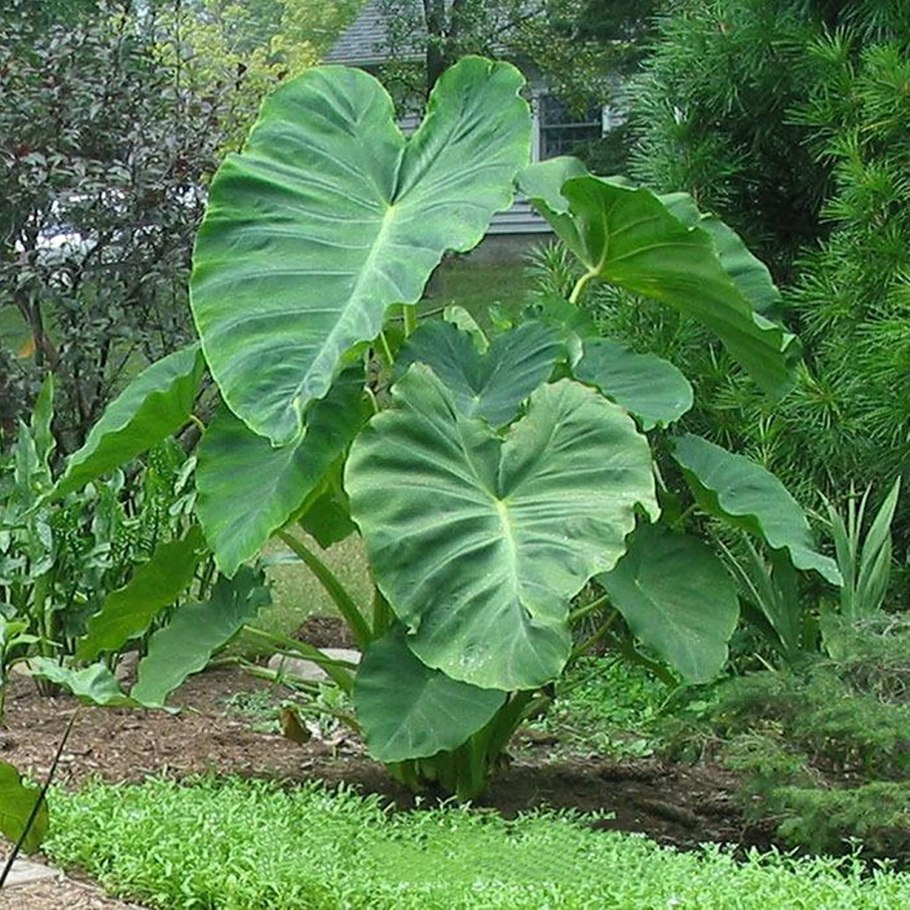 Алоказия уши слона