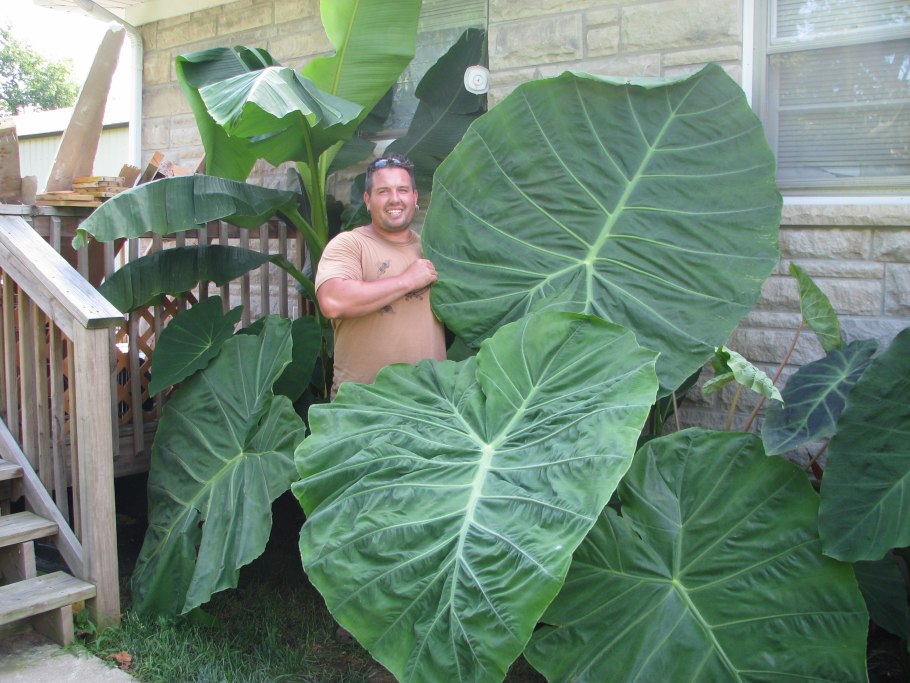 Alocasia macrorrhiza