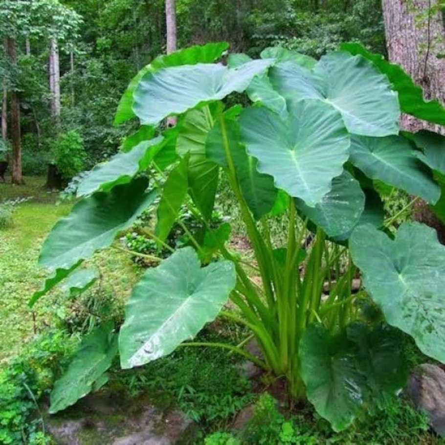 Колоказия Фонтанезия