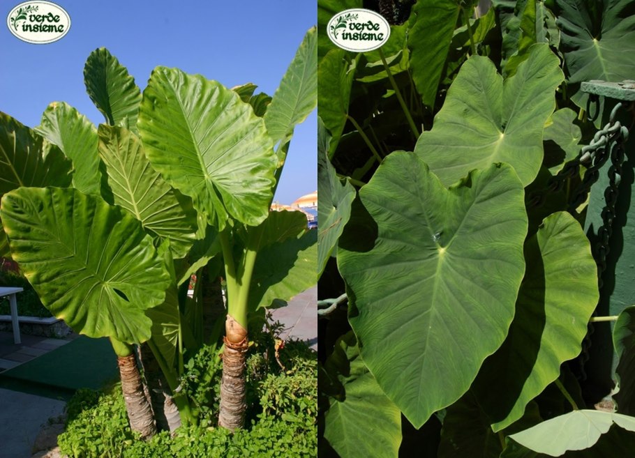 Колоказия эскулента