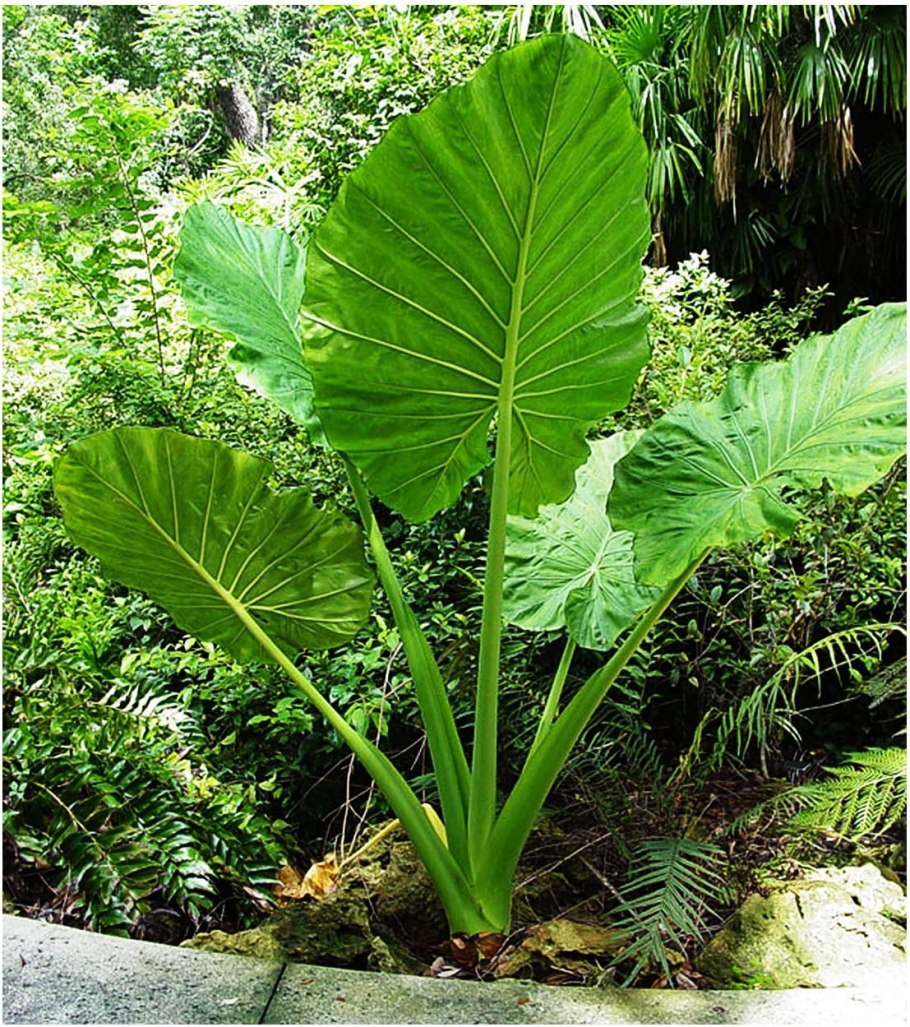 Алоказия Elephant