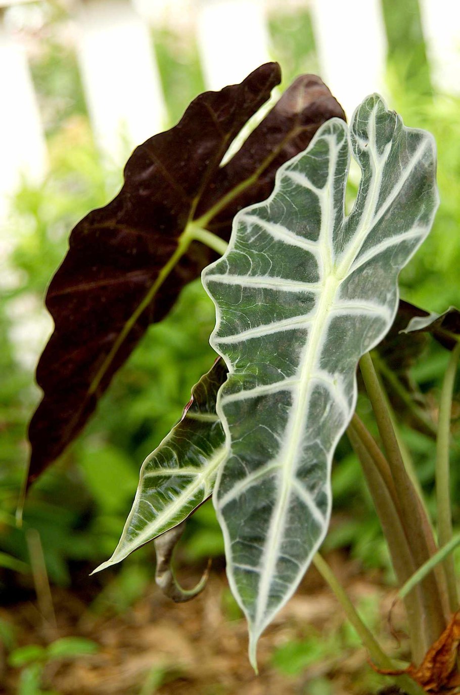 Alocasia macrorrhiza 'macrorrhiza'
