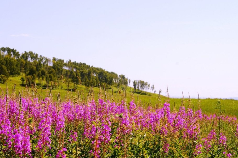 Кипрей узколистный