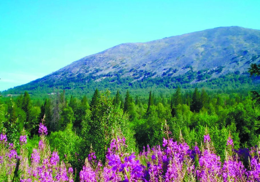 Бессмертник цветок полевой