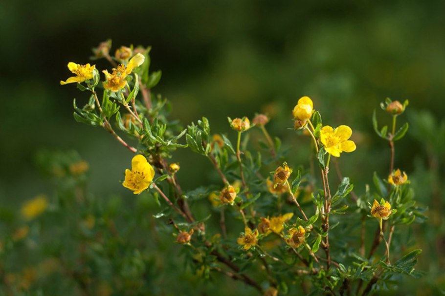 Интересные растения Урала
