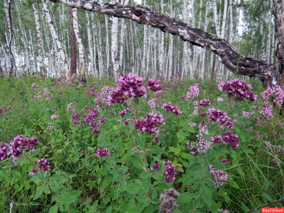 Южно-Уральский заповедник. Гора Ямантау