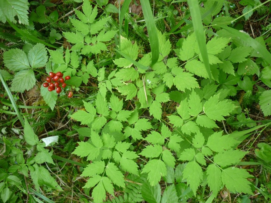 Флора Северного Урала