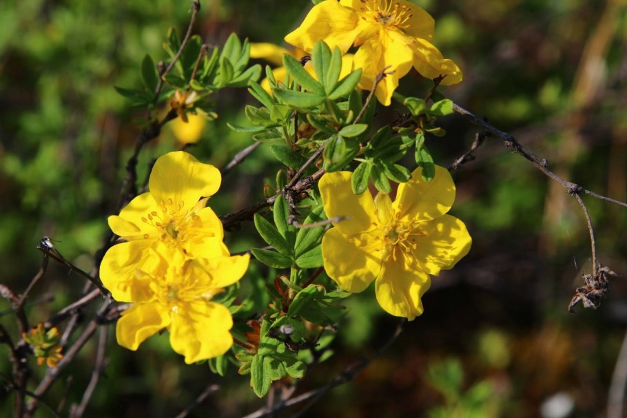 Курильский чай горный Алтай