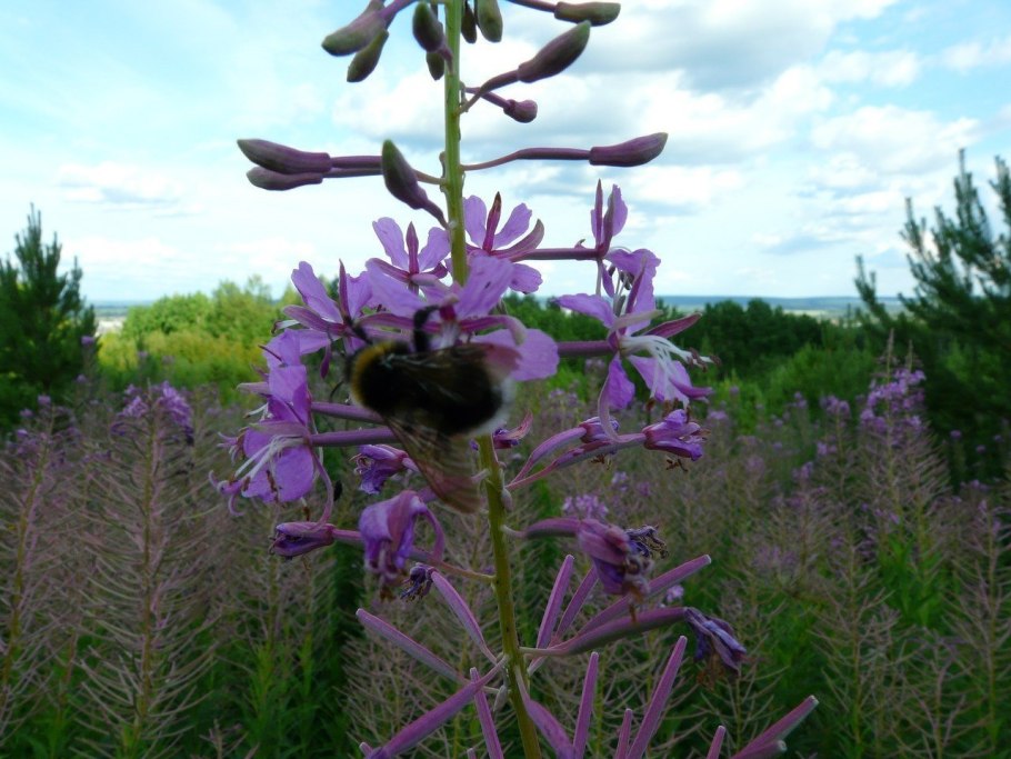 Кипрей Алтайский