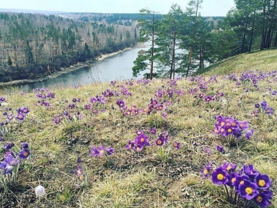 Люпины и Иван чай