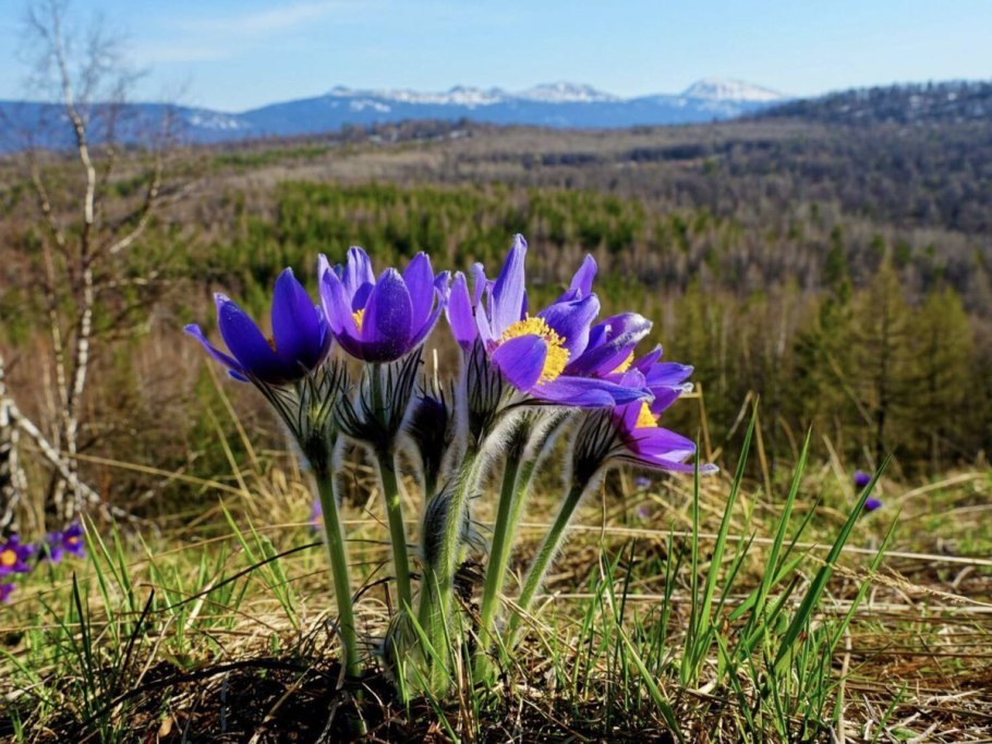 Лапчатка Саммерфлор