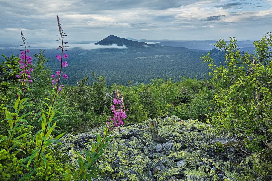 Чай с сушеными ягодами