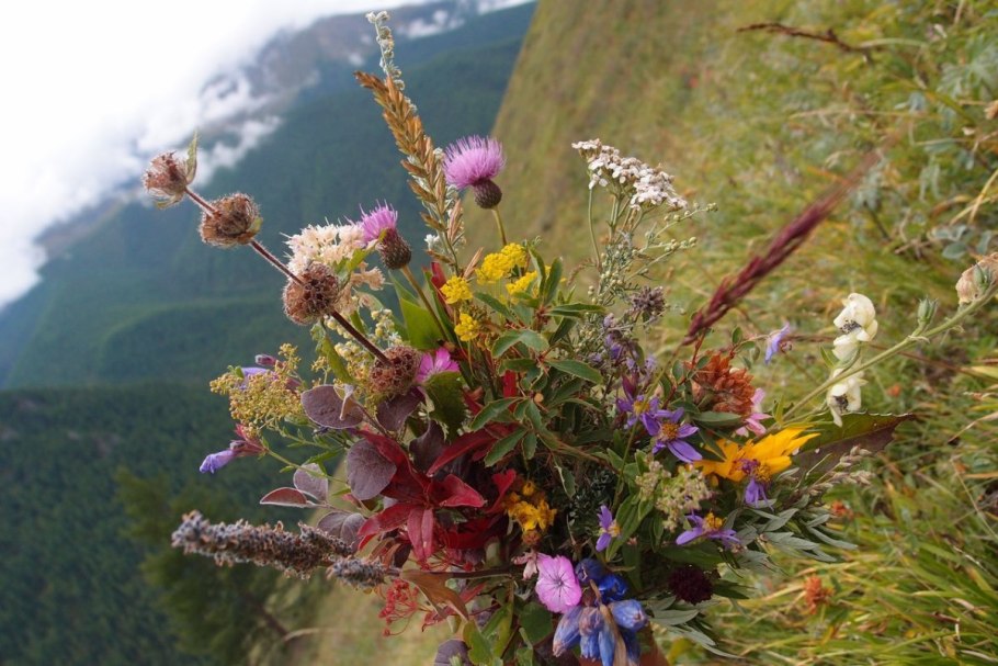 Медуница Южный Урал