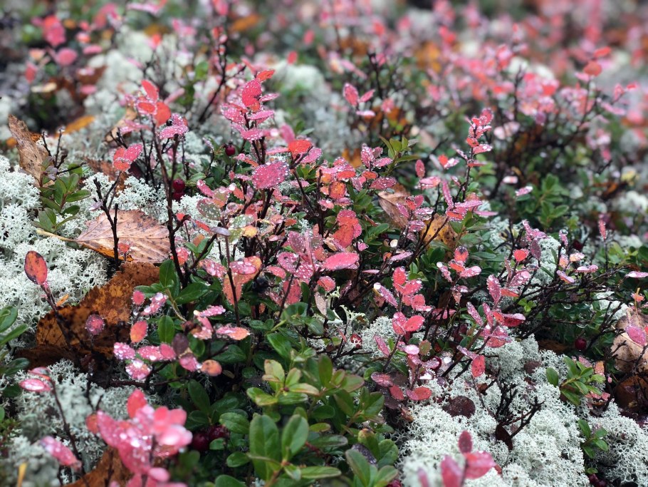 Заповедник Басеги Пермский край