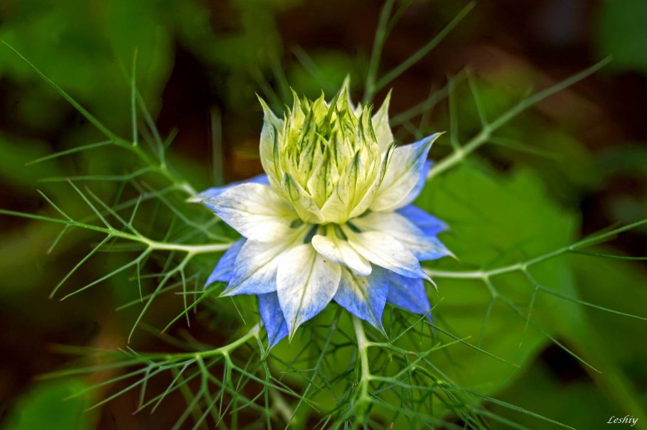 Полевые медоносные цветы Сибири