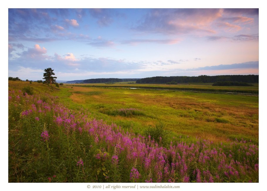 Лесные цветы среднего Урала