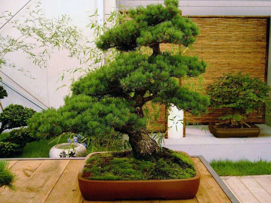 Бонсай хвойники