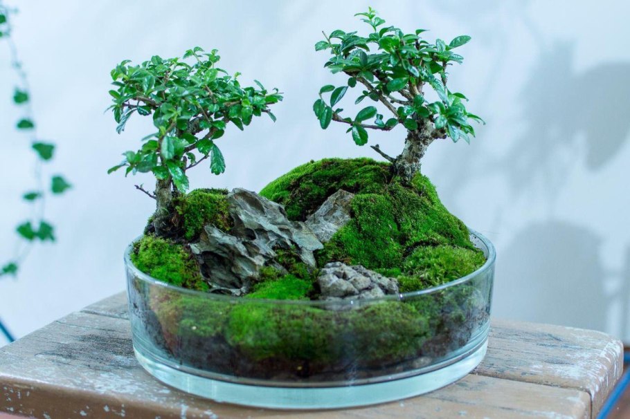 Моссариум бонсай