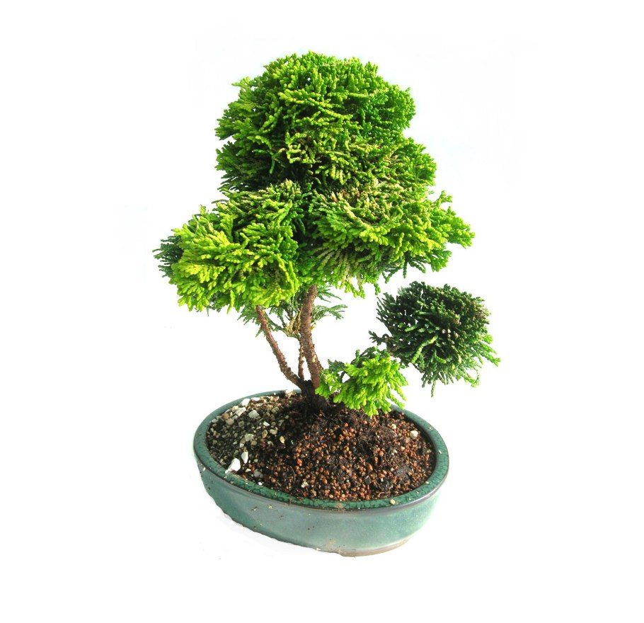 Кипарисовик бонсай