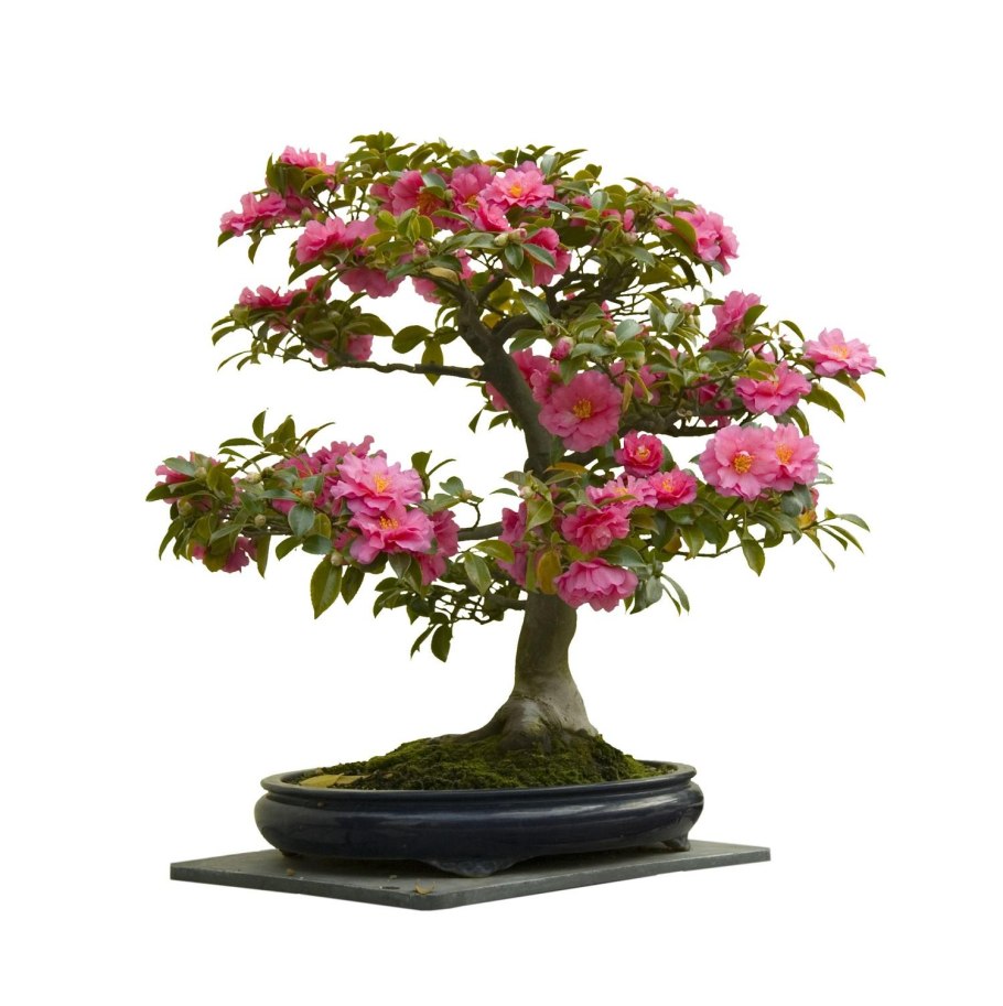 Камелия японская Банзай