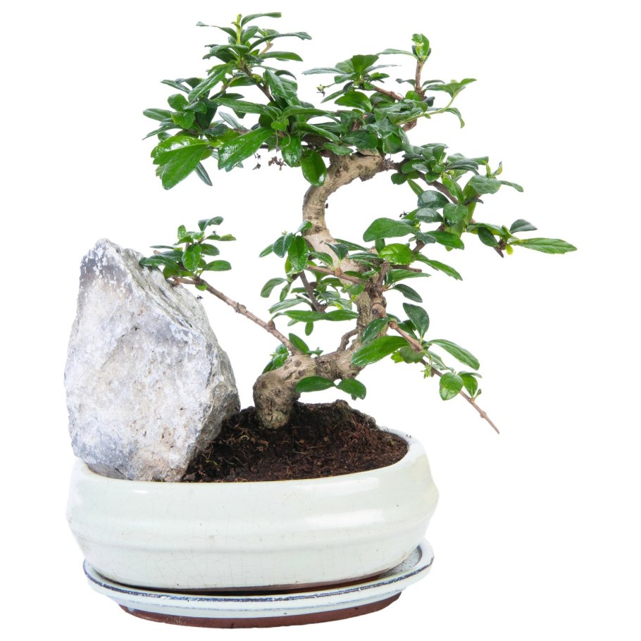 Бонсай из Obi