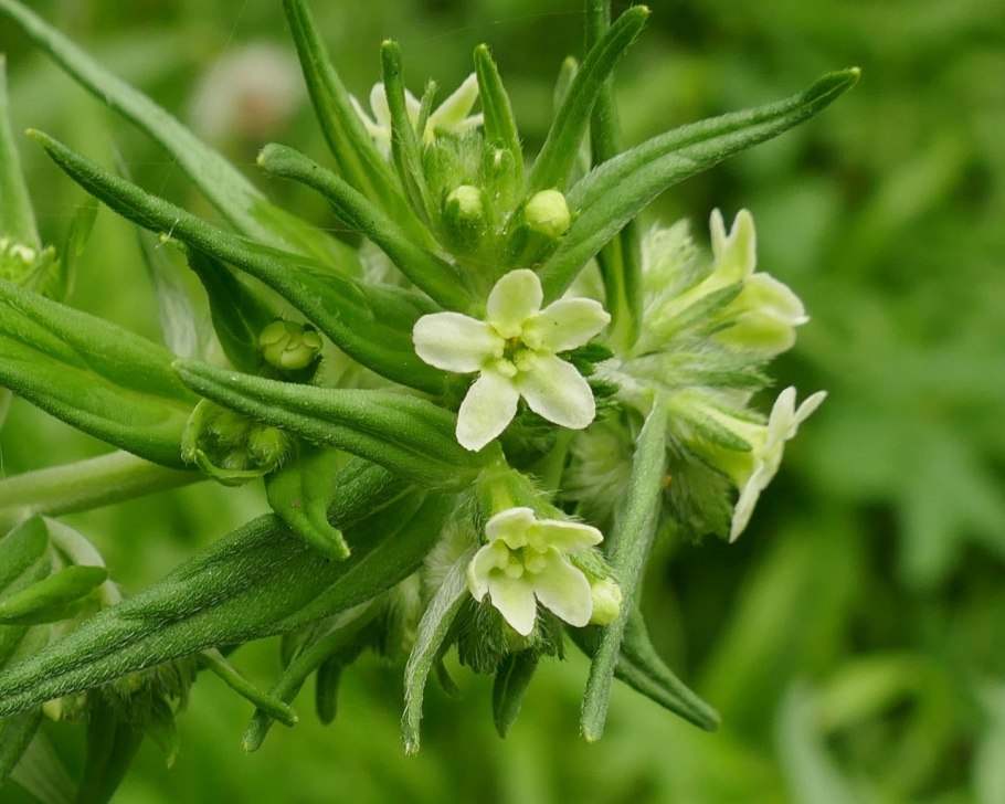 Воробейник лекарственный Lithospermum officinale