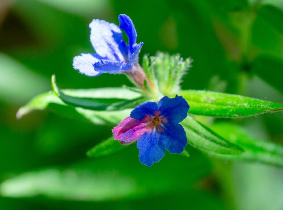 Воробейник обыкновенный
