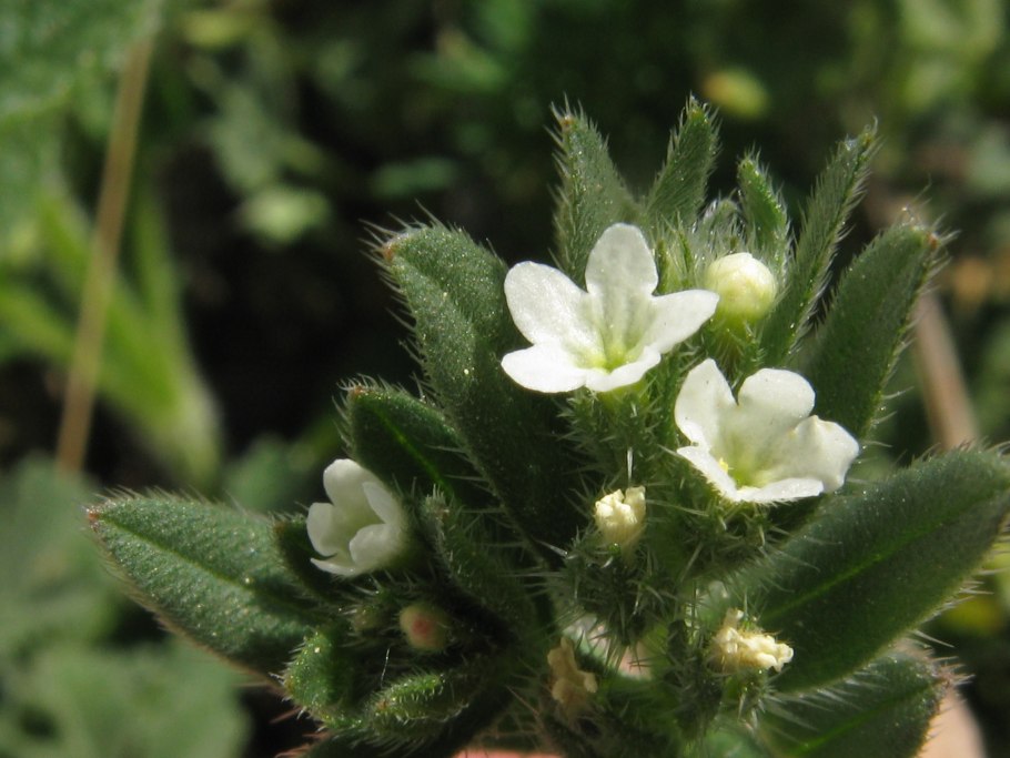 Воробейник полевой семена