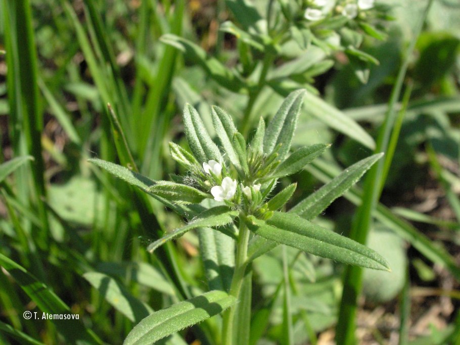 Пикульник посевной