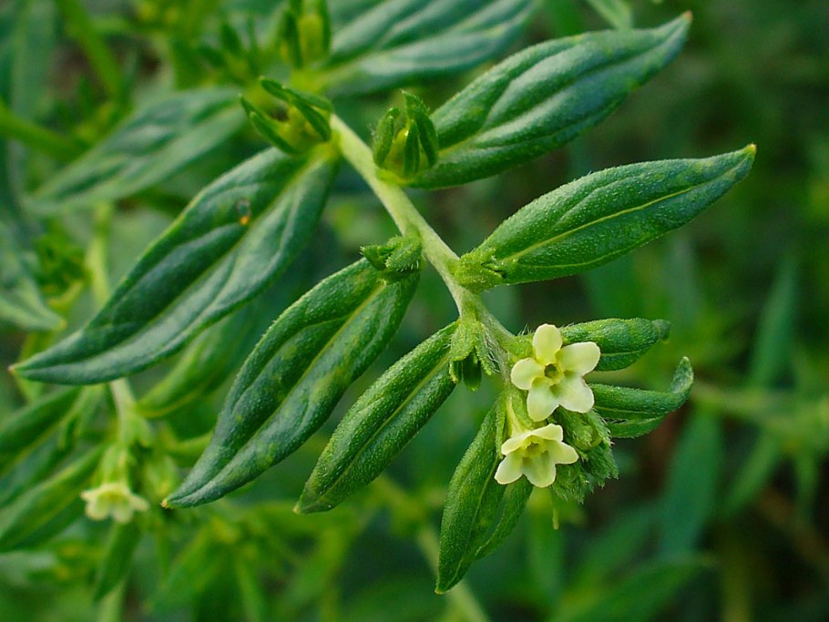 Воробейник лекарственный Lithospermum officinale