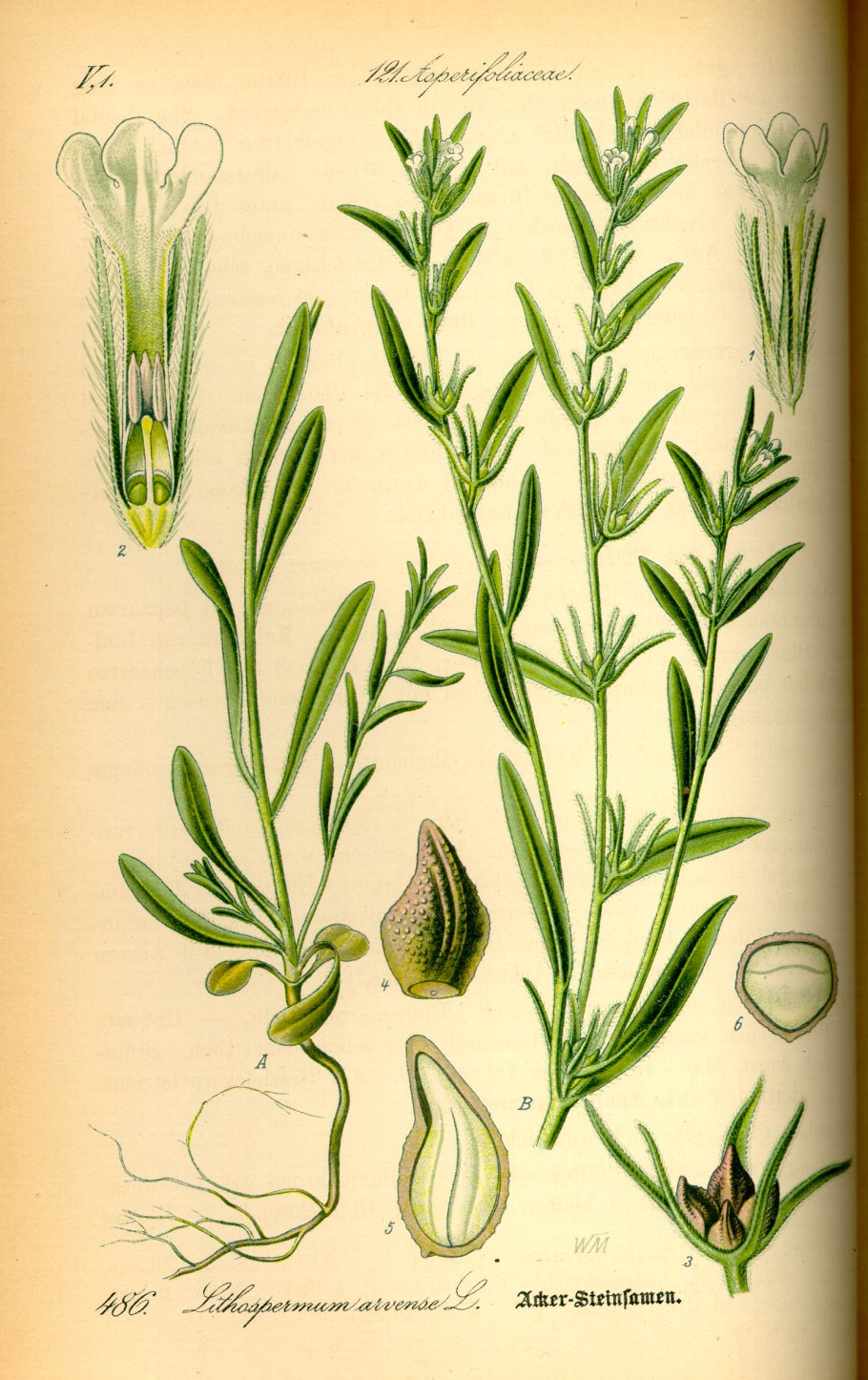 Воробейник Lithospermum erythrorhizon