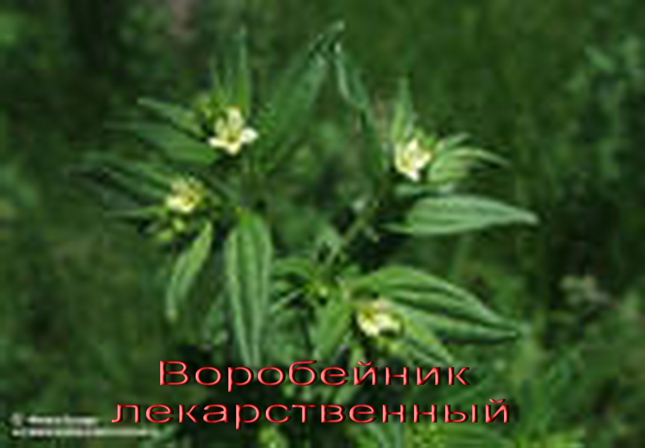 Воробейник краснокорневой