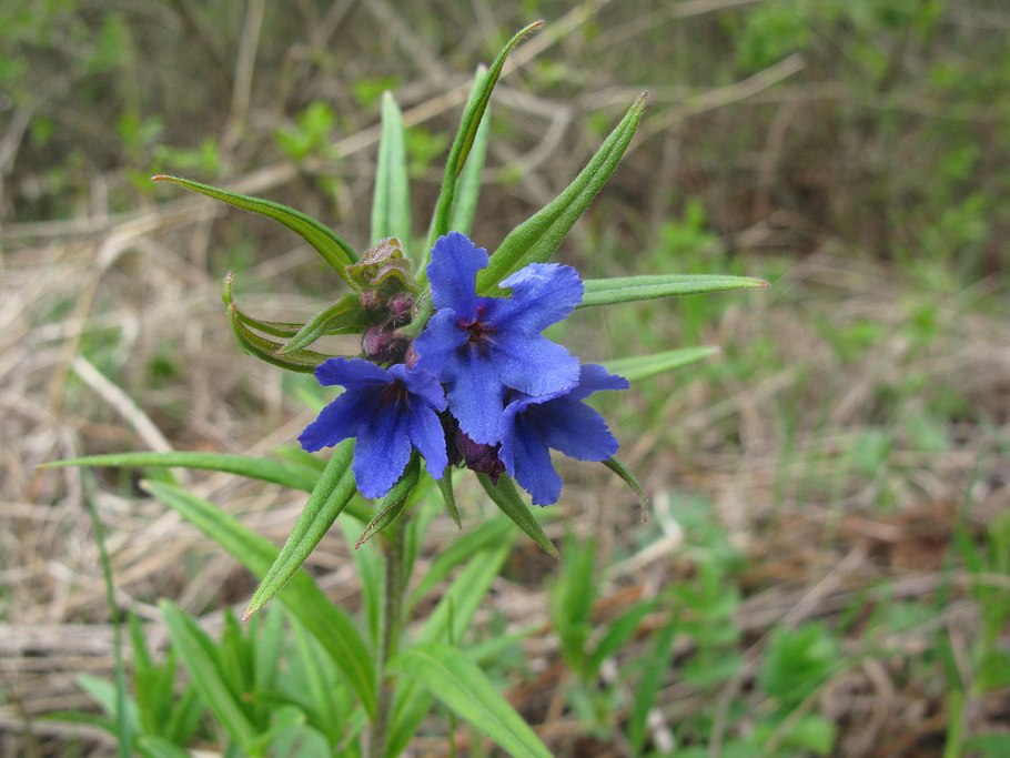 Воробейник пурпурно-синий (Aegonychon purpureocaeruleum)