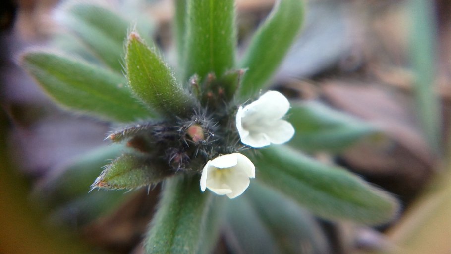 Воробейник краснокорневой